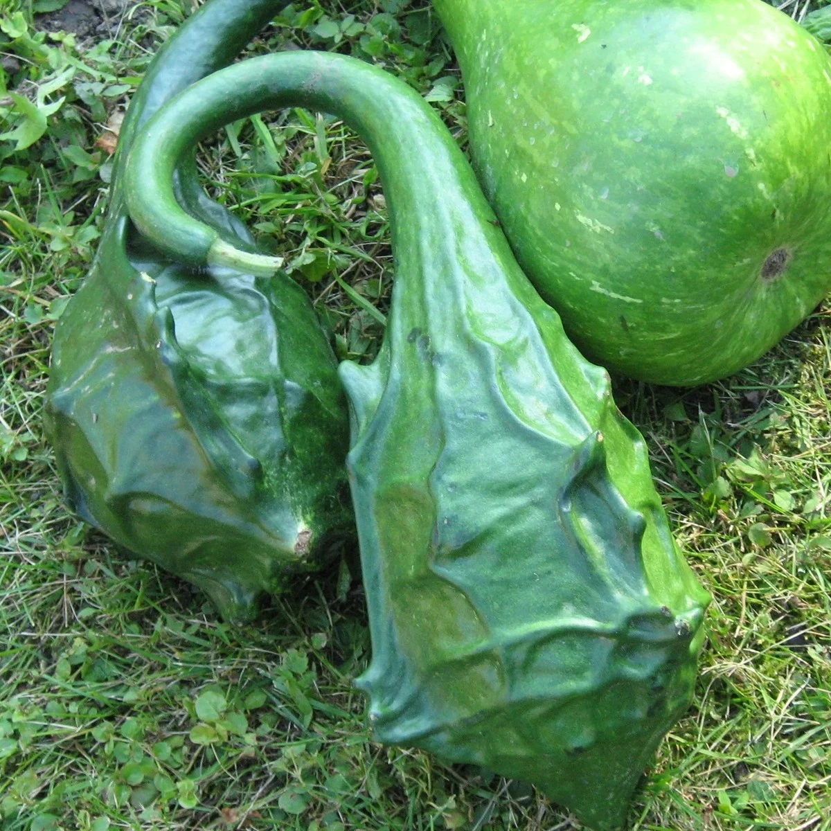 Tekvica okrasná Dinosaurus - Cucurbita sicenaria - semená tekvice