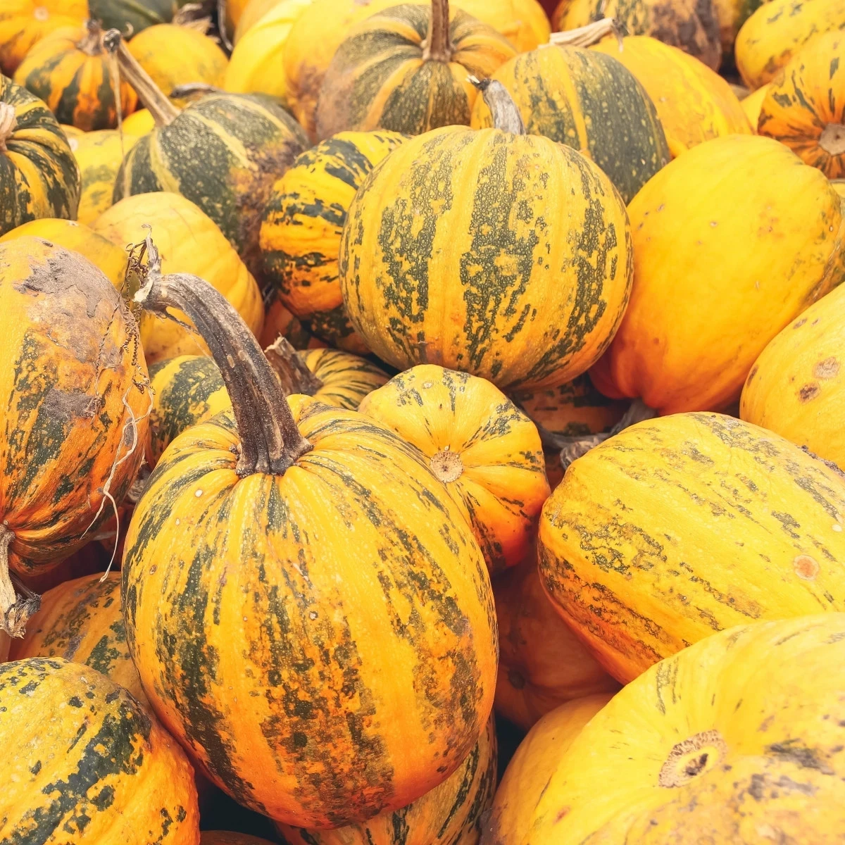 Tekvica olejná Trumf F1 - Cucurbita pepo - semená tekvice