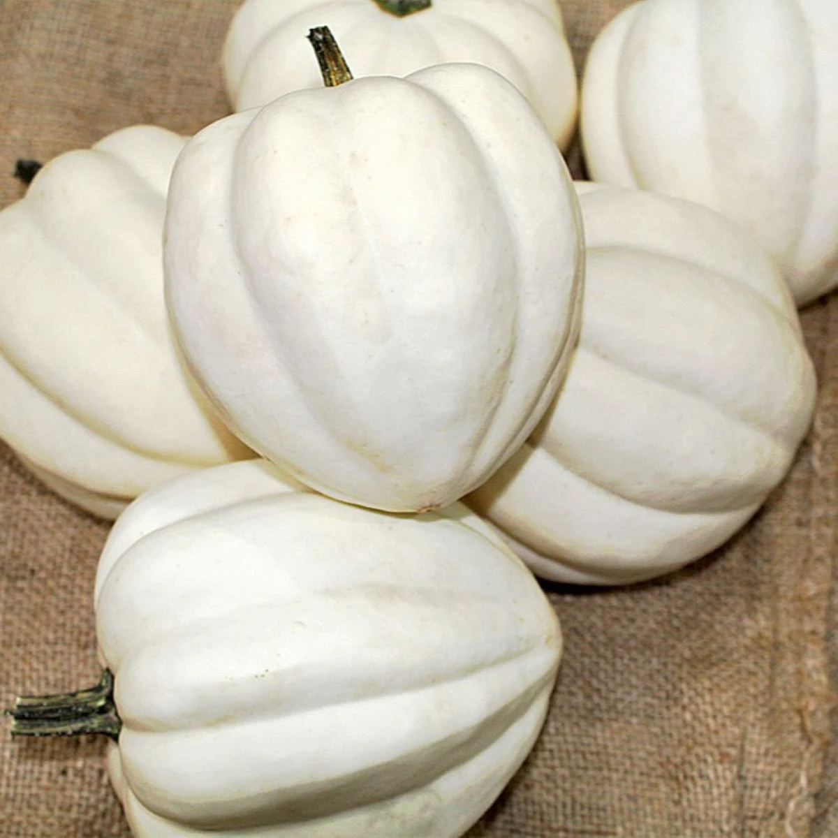 Tekvica White Pearl - Cucurbita pepo - semená tekvice
