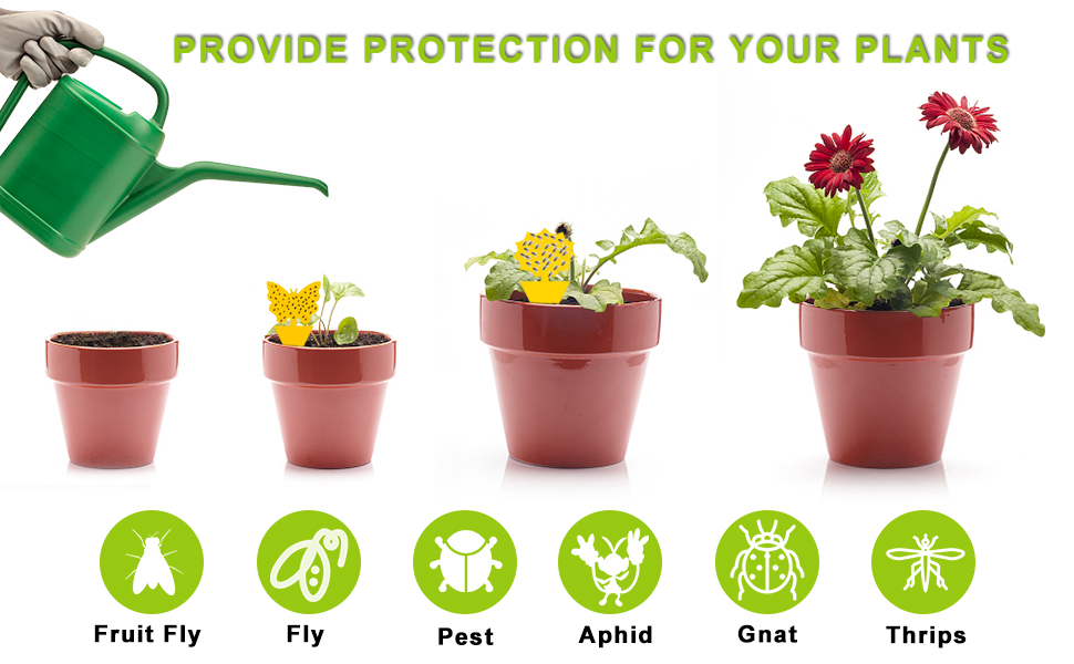 fly traps