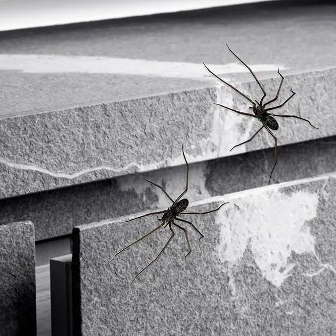 Product Introduction of Spider Fridge Magnet, Realistic Spider Magnets, Lifelike Spider Fridge Magnets, Cute Spiders Designs Decorations, Removeable Indoor Outdoor Magnetic Decals, for Refrigerator, Garage Door, or Car 9