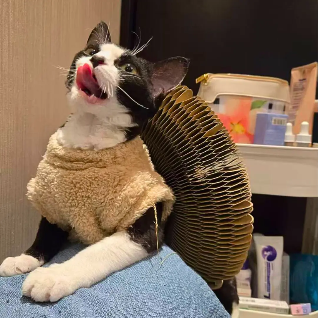  3-in-1 Cat Toy, Scratcher & Ball Track | Magnetic Shape-Shifting Design | Includes Balls That Never Fall Out | Foldable, Eco-Friendly, Furniture-Saving Toy for Indoor Cats & Kittens | Endless Playtime Fun