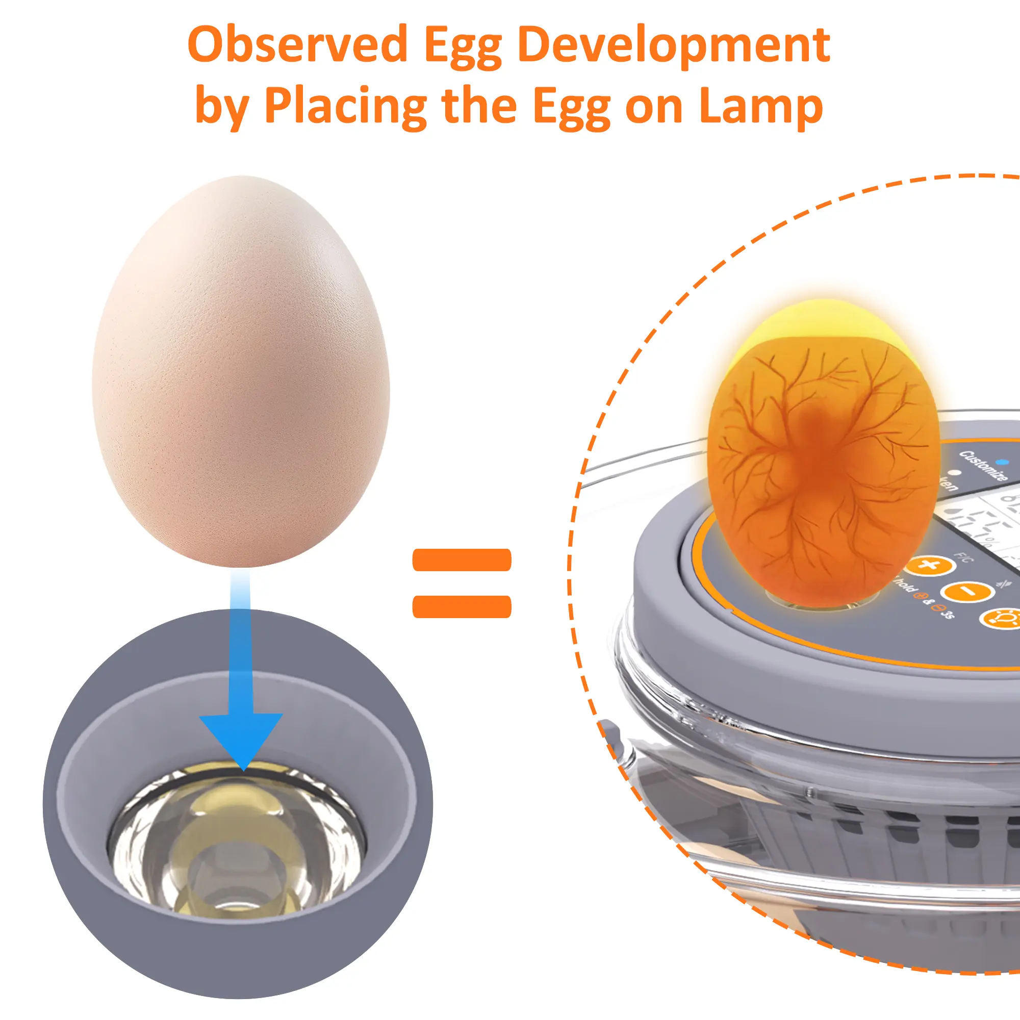 Incubadora automática para huevos de gallina (12-40 huevos) con volteo automático de 360°, pantalla digital y control automático de temperatura y humedad; ideal para la incubación de huevos de gallina, pato y codorniz, con alta tasa de eclosión — Incubado