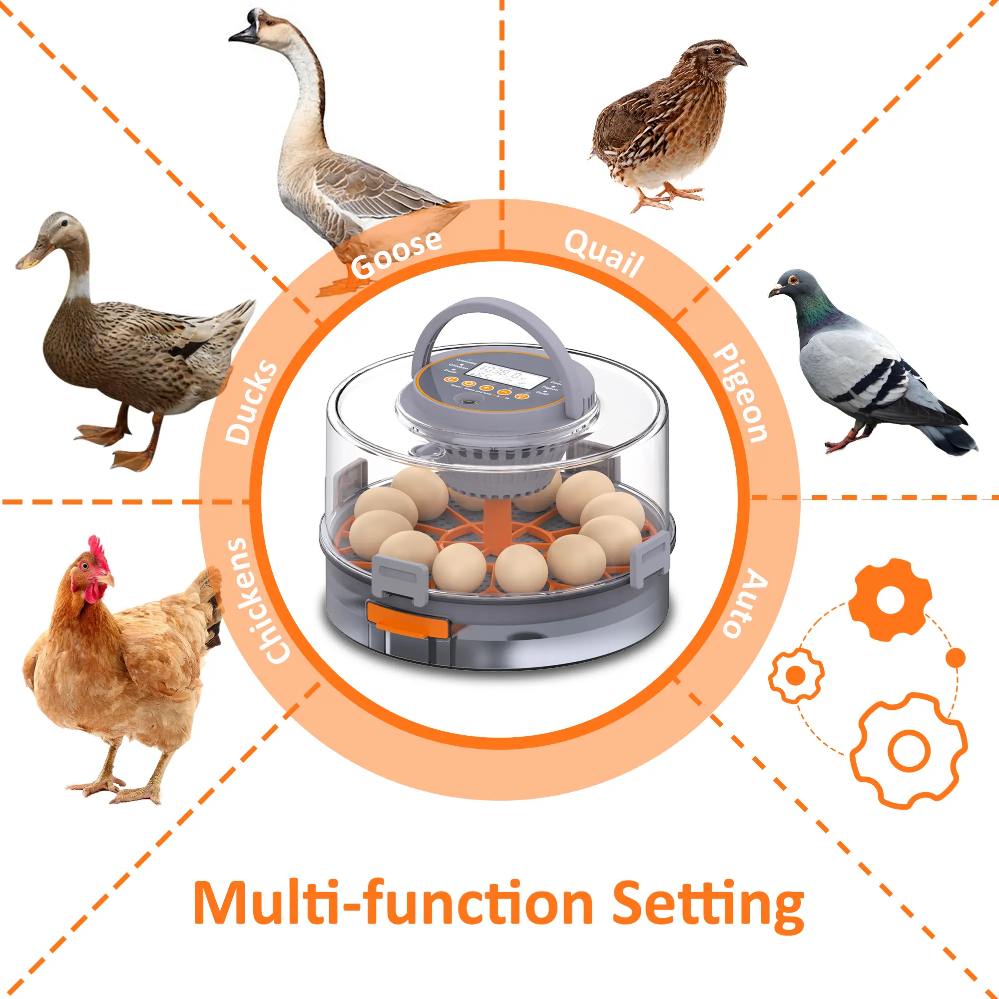 Incubadora automática para huevos de gallina (12-40 huevos) con volteo automático de 360°, pantalla digital y control automático de temperatura y humedad; ideal para la incubación de huevos de gallina, pato y codorniz, con alta tasa de eclosión — Incubado