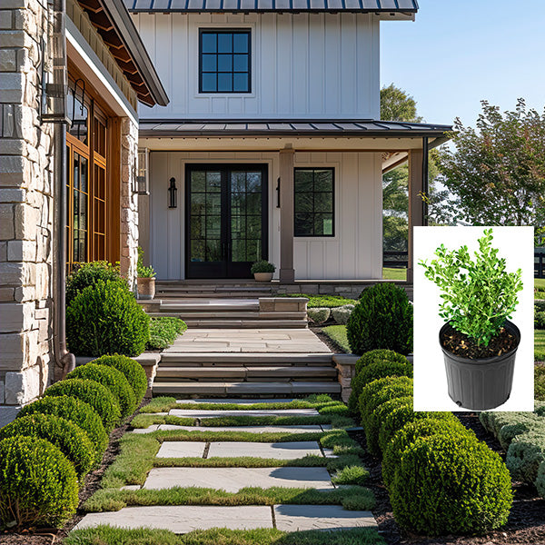 Wintergreen Boxwood in Trade Gallon-Miyaedas