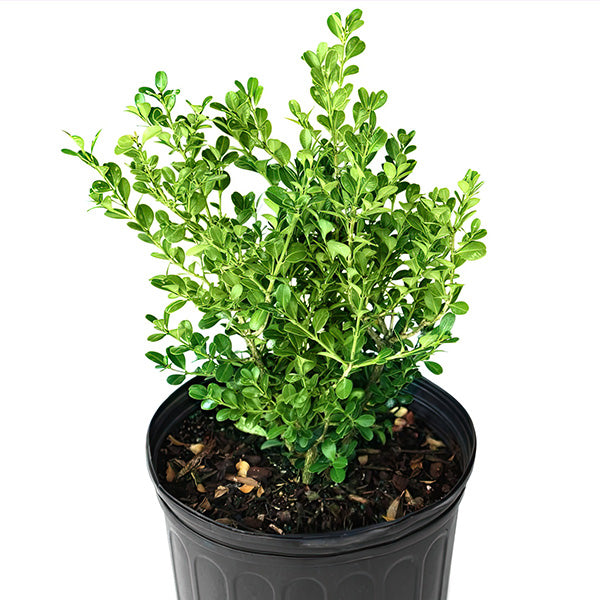 Wintergreen Boxwood in Trade Gallon-Miyaedas