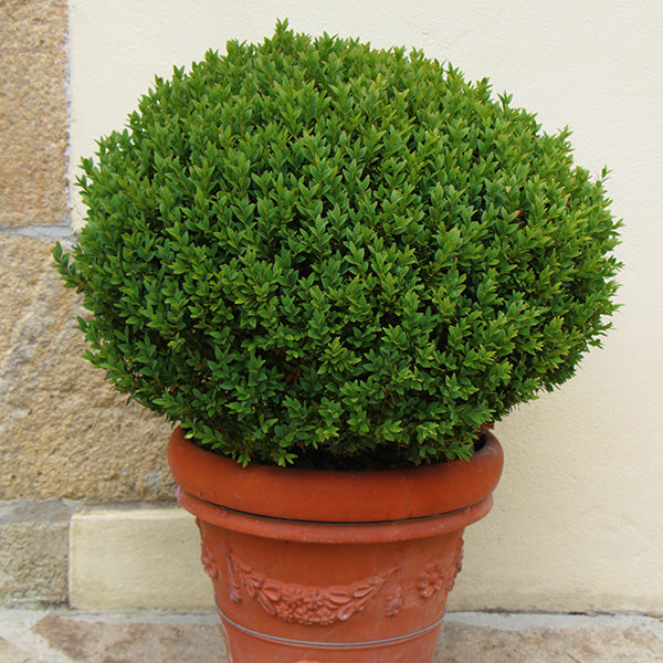 Wintergreen Boxwood in Trade Gallon-Miyaedas