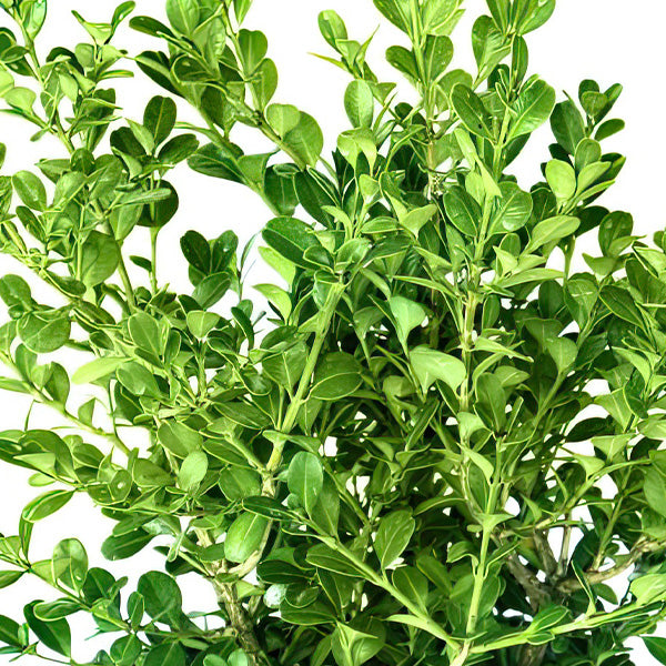 Wintergreen Boxwood in Trade Gallon-Miyaedas