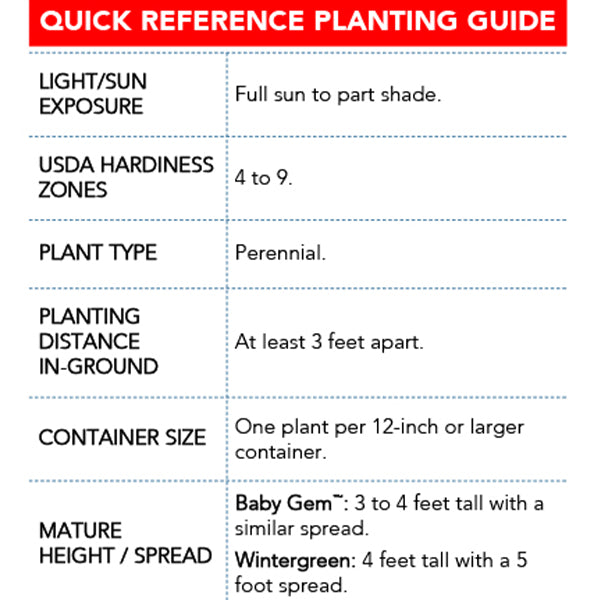 Wintergreen Boxwood in Trade Gallon-Miyaedas