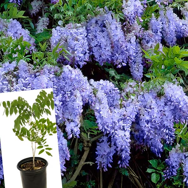 Wisteria Blue-Miyaedas