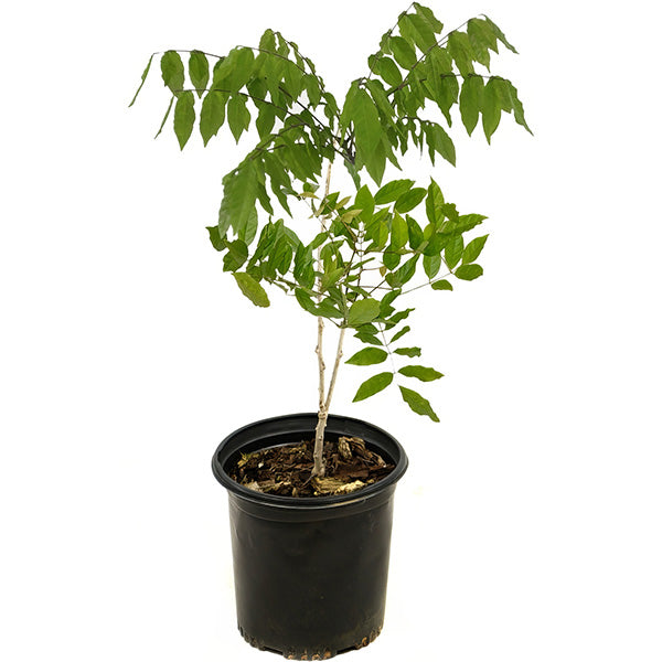 Wisteria Blue-Miyaedas