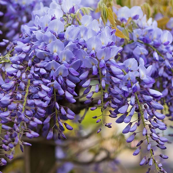 Wisteria Blue-Miyaedas