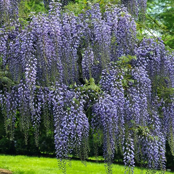 Wisteria Blue-Miyaedas