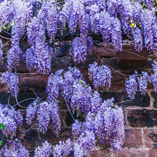 Wisteria Blue-Miyaedas