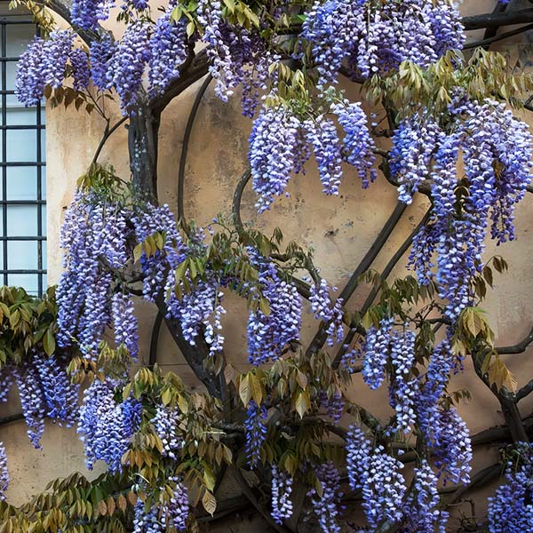 Wisteria Blue-Miyaedas