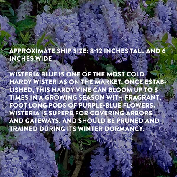 Wisteria Blue-Miyaedas