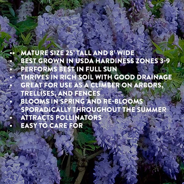 Wisteria Blue-Miyaedas