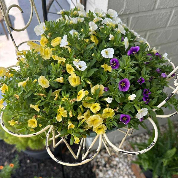 Wire Flower Hanging Baskets, Set of 2-Miyaedas