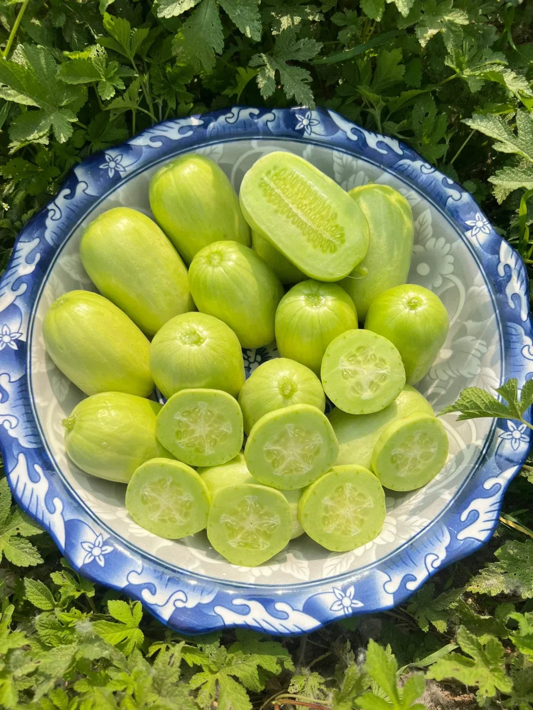 🌟 Semená uhorky Jade Lady🥒 Osviežujúce, chrumkavé a jemné🍃 prvá voľba pre pochúťku!