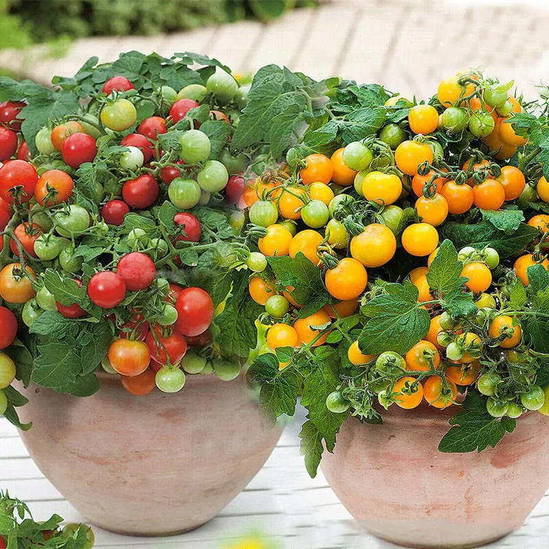 🍅🍅Semená zakrpatených paradajok v kvetináči