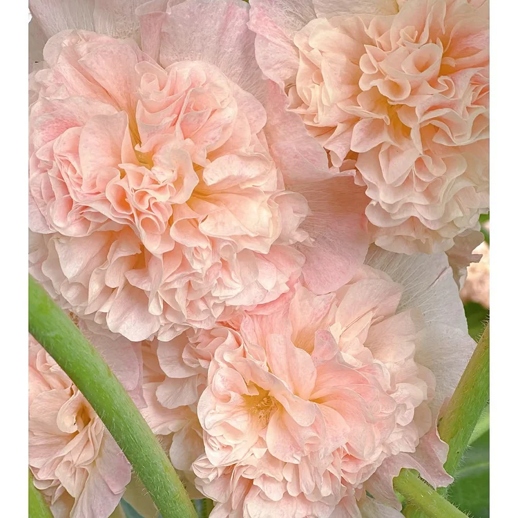🌸 Semená dvojitej voňavej slezu（alcea ružového）
