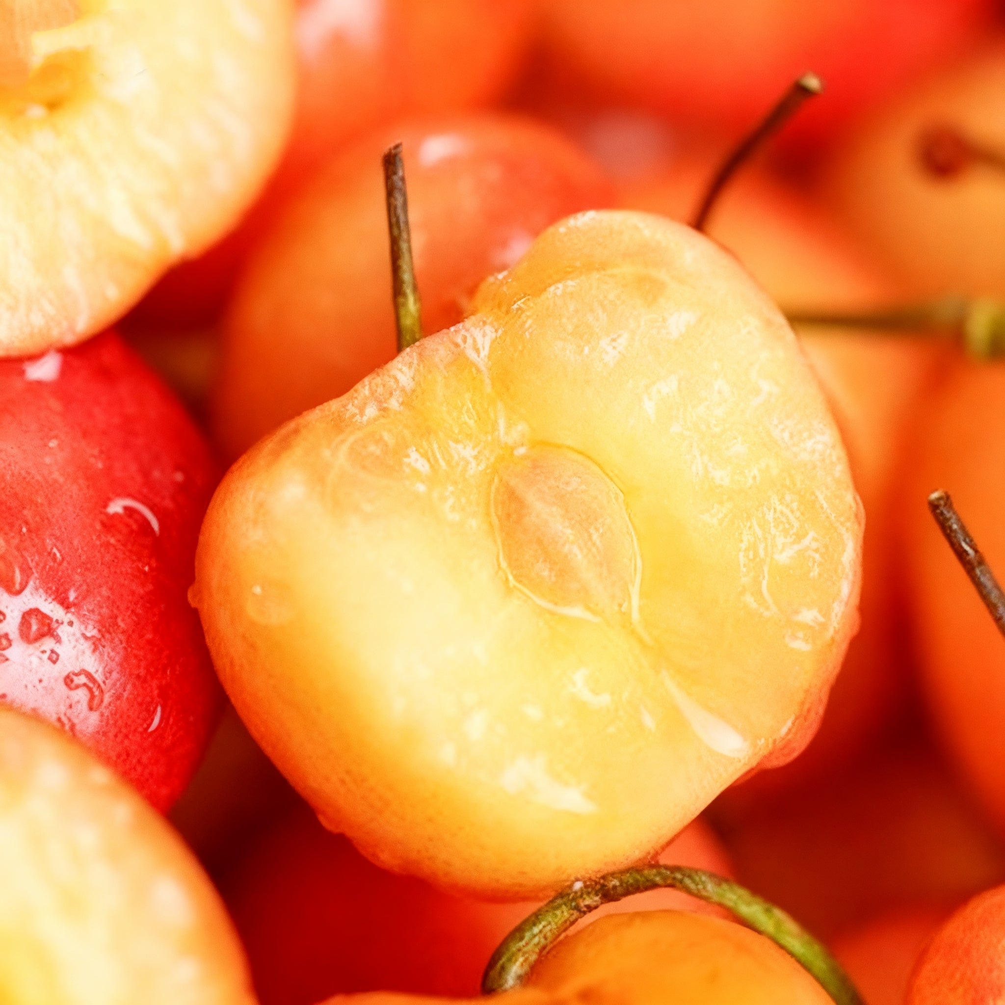 🌟 Obrovské sladké čerešňové semienka – pestujte obrovské, šťavnaté čerešne doma! 🍒✨