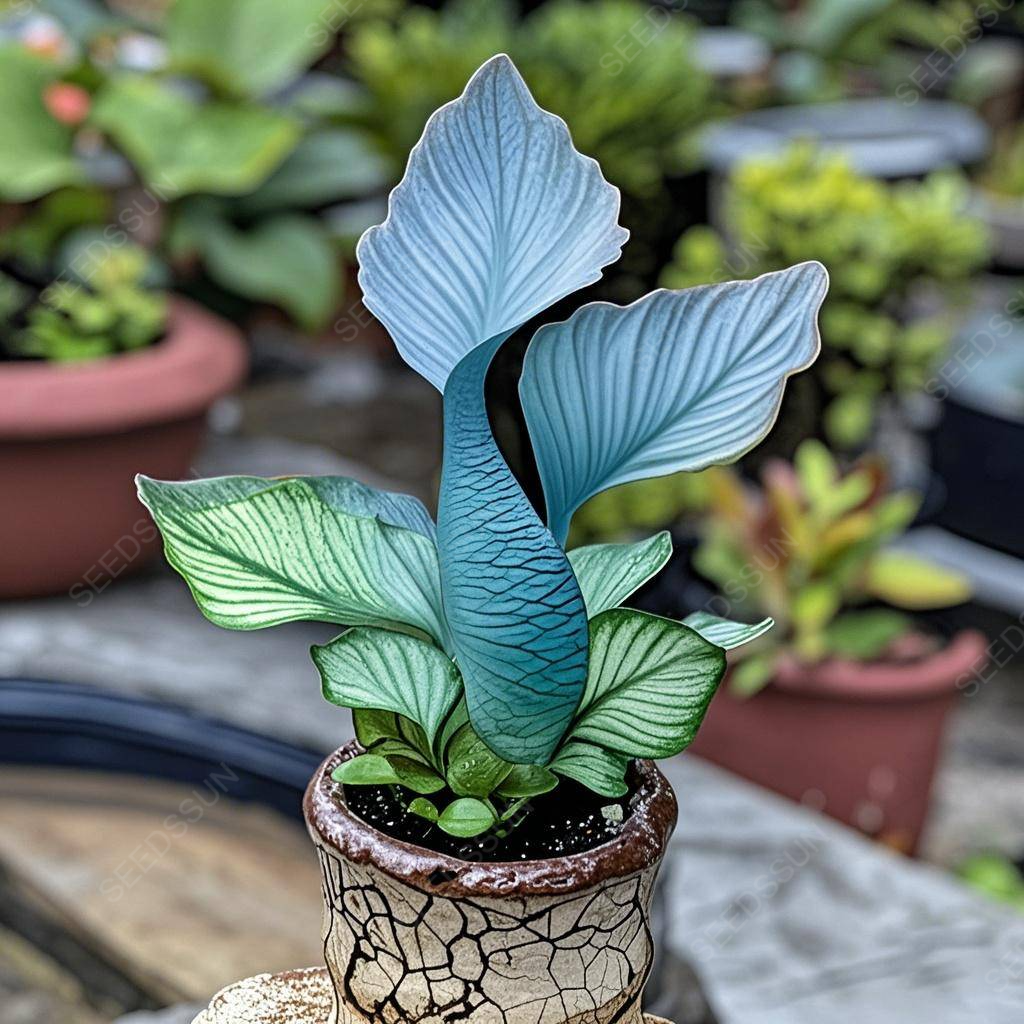 🌱✨Semená vzácnych sukulentov morskej panny