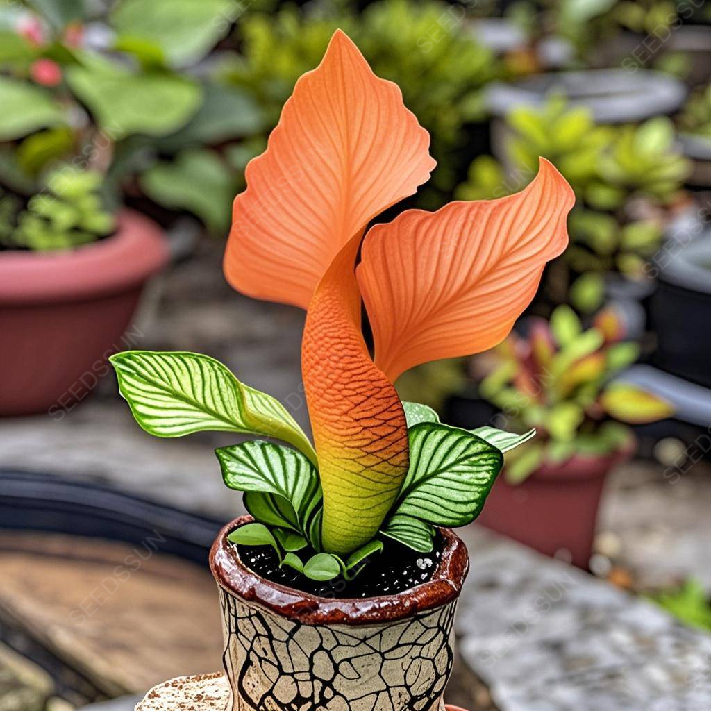 🌱✨Semená vzácnych sukulentov morskej panny