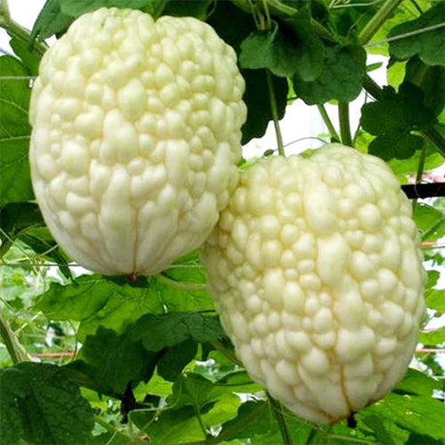 🌿Jablkový horký melón – Unikátna zmes ovocia a zeleniny!