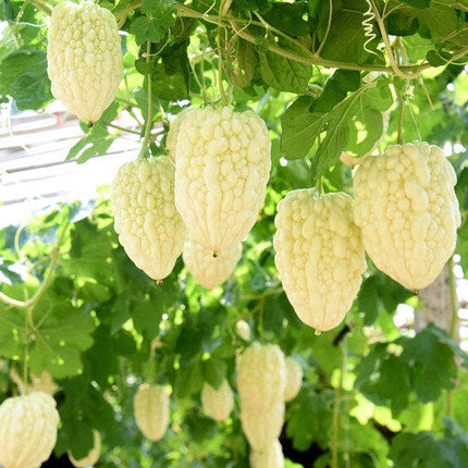 🌿Jablkový horký melón – Unikátna zmes ovocia a zeleniny!