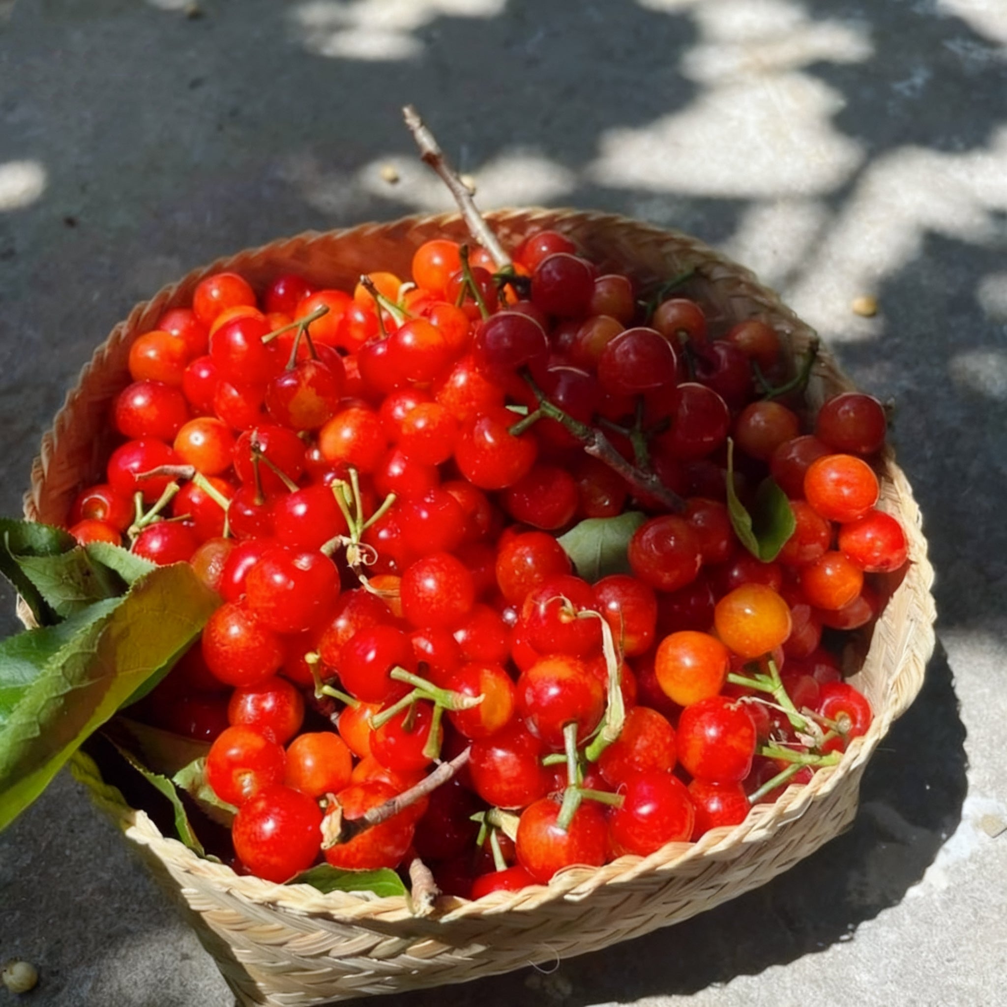 🌟 Obrovské sladké čerešňové semienka – pestujte obrovské, šťavnaté čerešne doma! 🍒✨