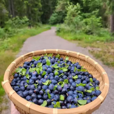 🔥Semená obrovskej americkej čučoriedky (balenie 50 ks)