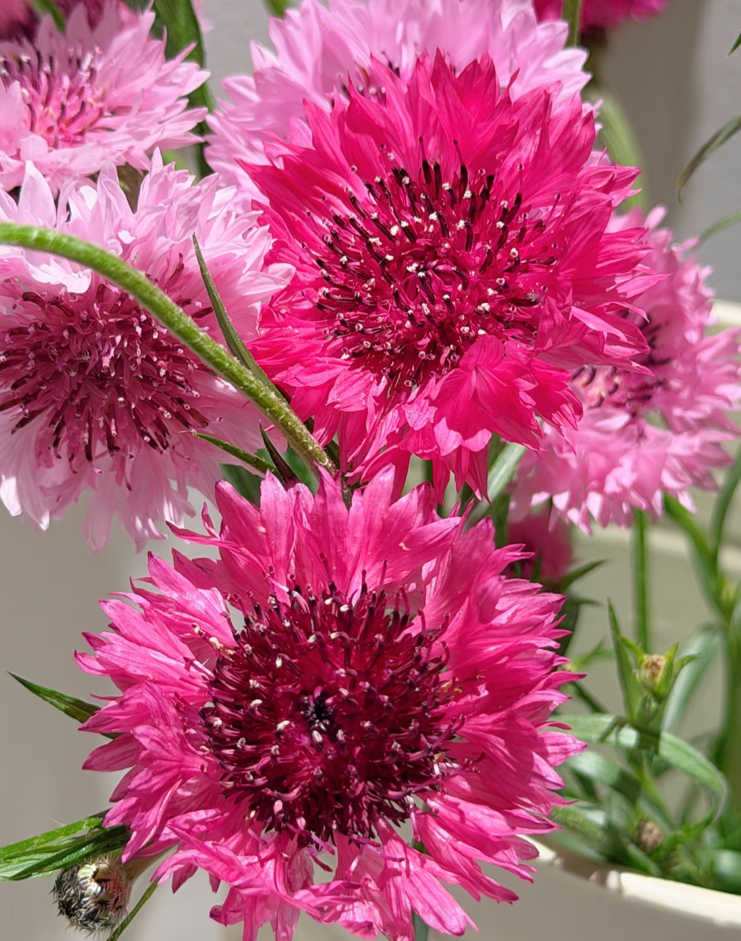 🏆🏆 Viac než 75 000 predaných balení!🌸 Semená chrpy – Neustále kvitnúca kvetinová krása od jari až po zimu 🌿(Časovo obmedzená ponuka: hnojivo zadarmo)