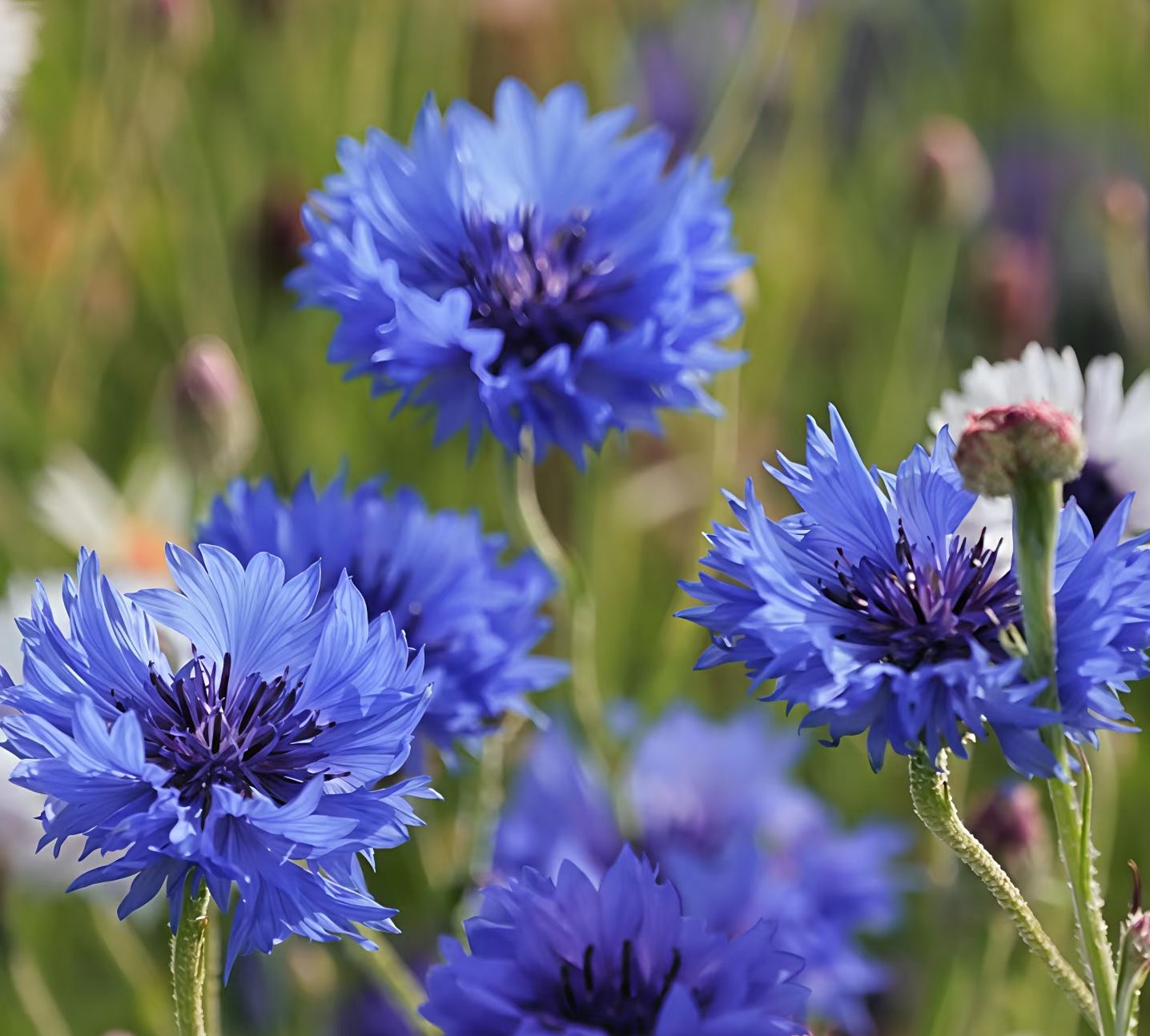 🏆🏆 Viac než 75 000 predaných balení!🌸 Semená chrpy – Neustále kvitnúca kvetinová krása od jari až po zimu 🌿(Časovo obmedzená ponuka: hnojivo zadarmo)