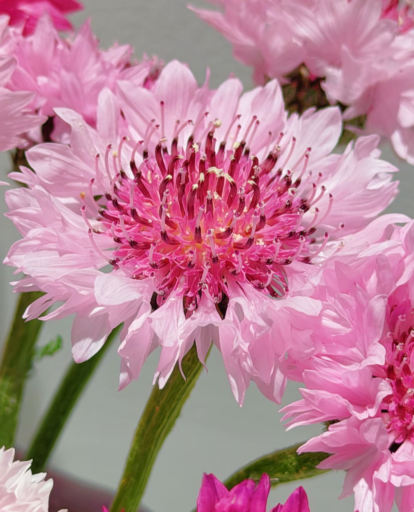 🏆🏆 Viac než 75 000 predaných balení!🌸 Semená chrpy – Neustále kvitnúca kvetinová krása od jari až po zimu 🌿(Časovo obmedzená ponuka: hnojivo zadarmo)