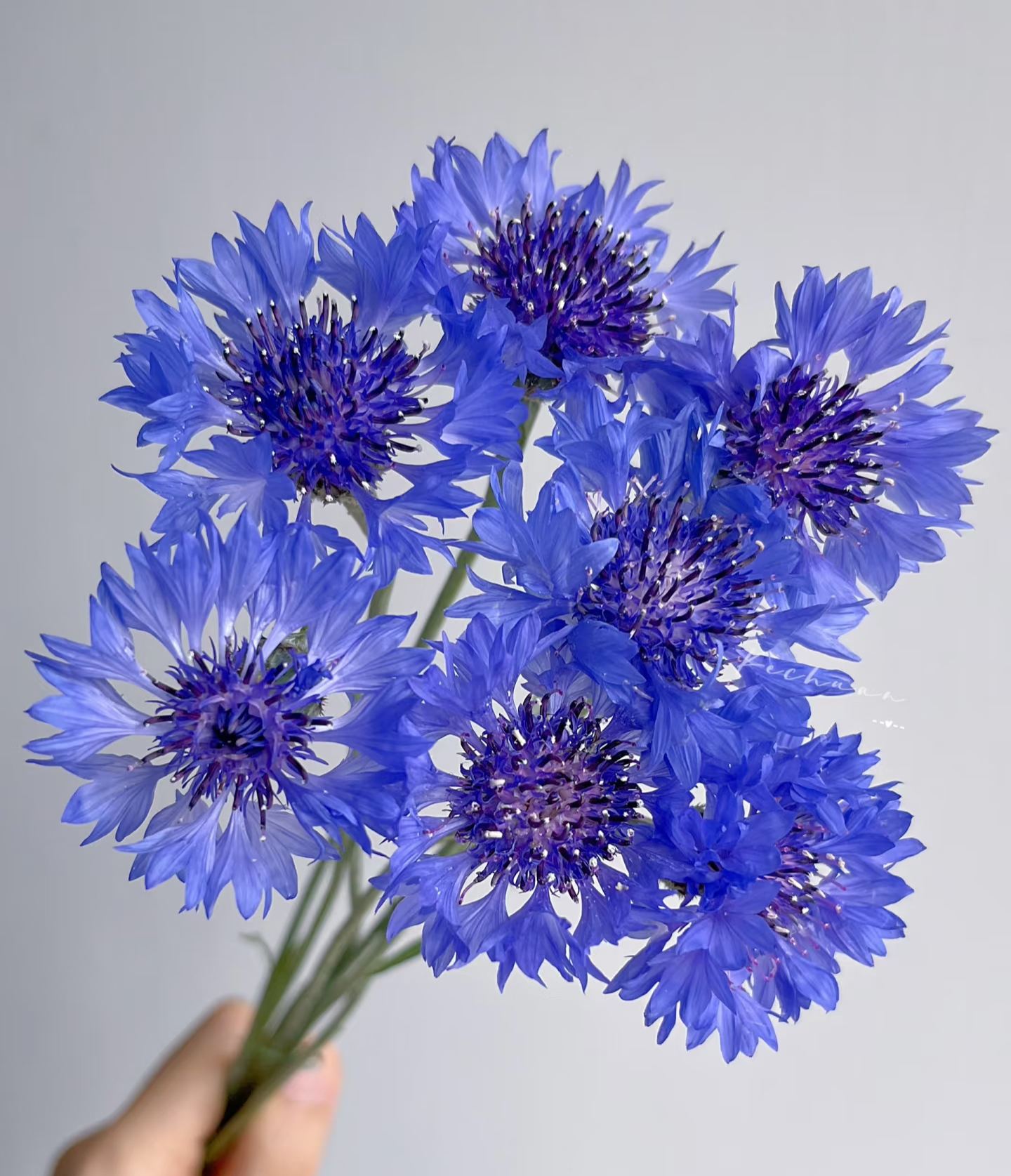 🏆🏆 Viac než 75 000 predaných balení!🌸 Semená chrpy – Neustále kvitnúca kvetinová krása od jari až po zimu 🌿(Časovo obmedzená ponuka: hnojivo zadarmo)