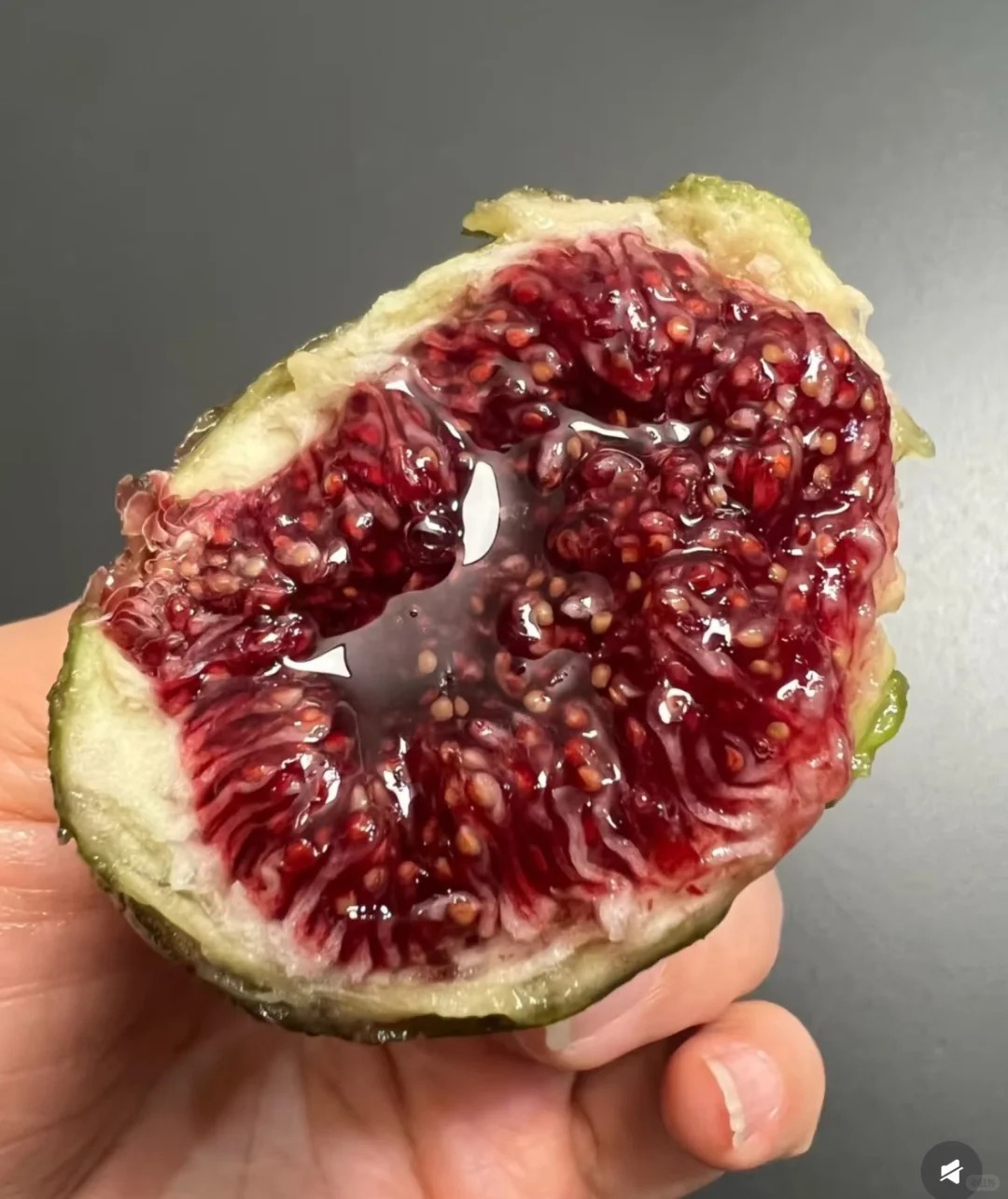 🔥Super rabat 50% Premium nasiona Mission Fig – łatwy w uprawie i odporny figowiec idealny do każdego ogrodu!