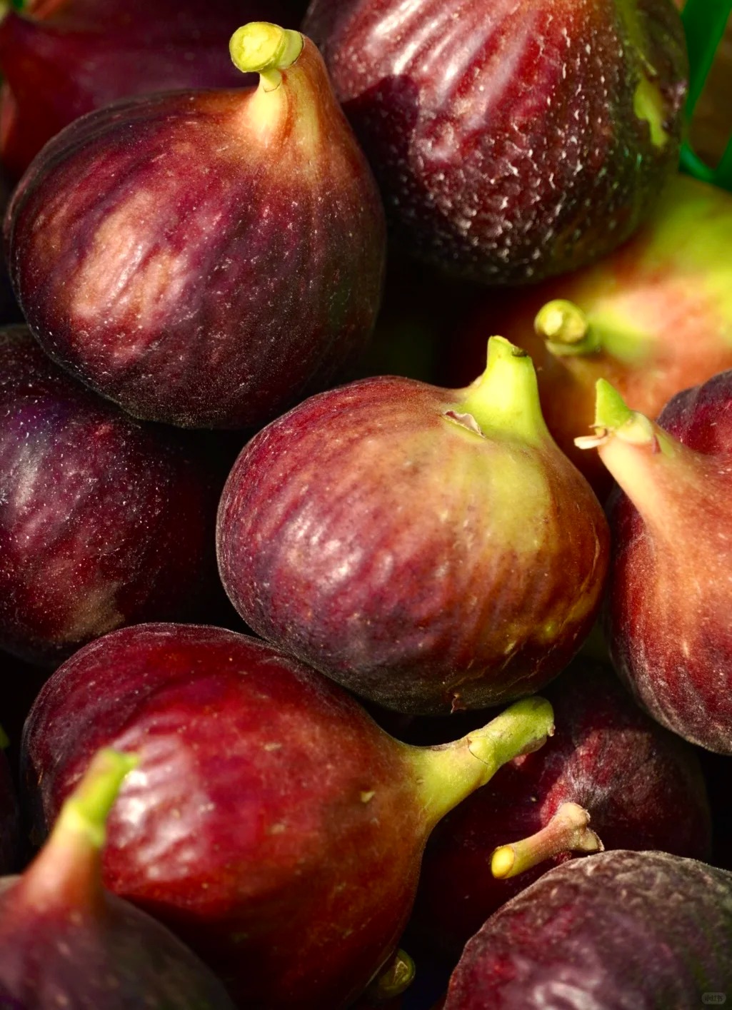 🔥Super rabat 50% Premium nasiona Mission Fig – łatwy w uprawie i odporny figowiec idealny do każdego ogrodu!