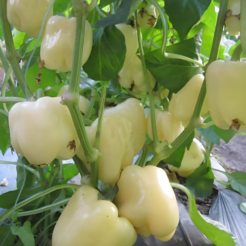 COLORFUL SWEET PEPPER SEEDS