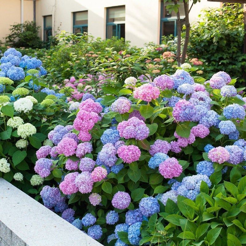 BUY 1 GET 2 FREE🌈Mix Hydrangea Seeds - Beautiful and Hardy Perennial Seeds for Your Garden（300 Seeds）
