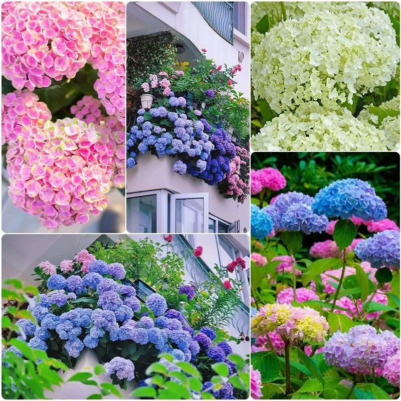 BUY 1 GET 2 FREE🌈Mix Hydrangea Seeds - Beautiful and Hardy Perennial Seeds for Your Garden（300 Seeds）