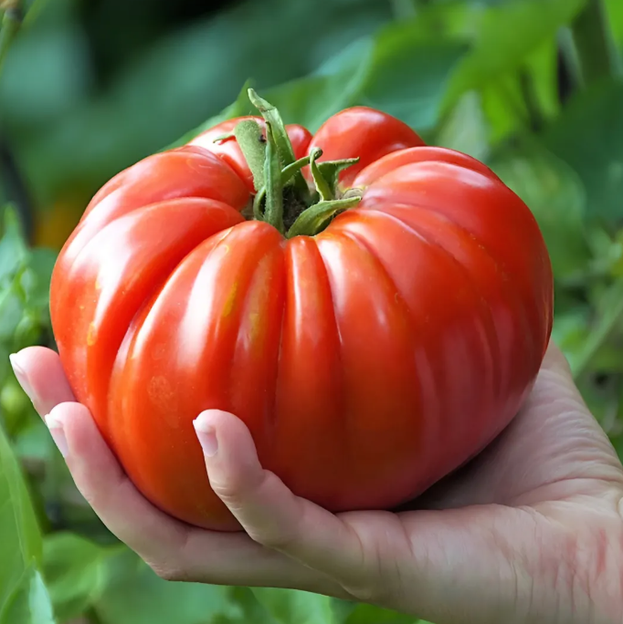 🍅Семена от гигантски домати Бифтек за едра реколта в голяма градина