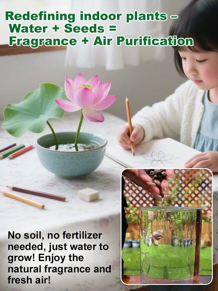 🌸 ПОСЛЕДЕН ДЕН ПРОМОЦИЯ 50% ОТСТЪПКА 🌸 Хидропонен лотос 🌸 | Свеж, лесен и красив (Може да се засажда и през зимата)