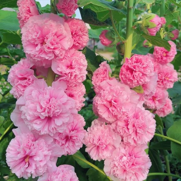 🌸 Двулистен ароматен слез — семена