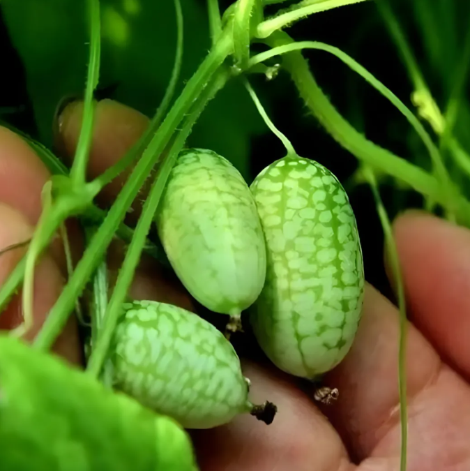 Семена от мини диня за градина 🍉🌱