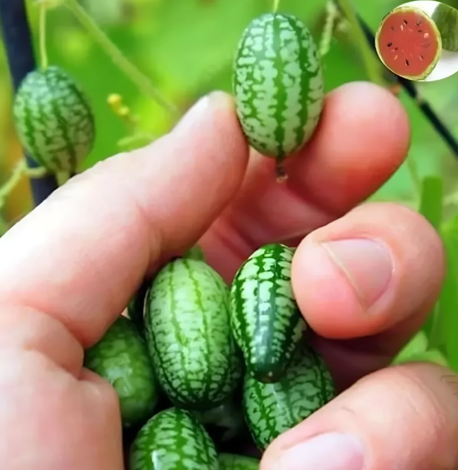 Семена от мини диня за градина 🍉🌱