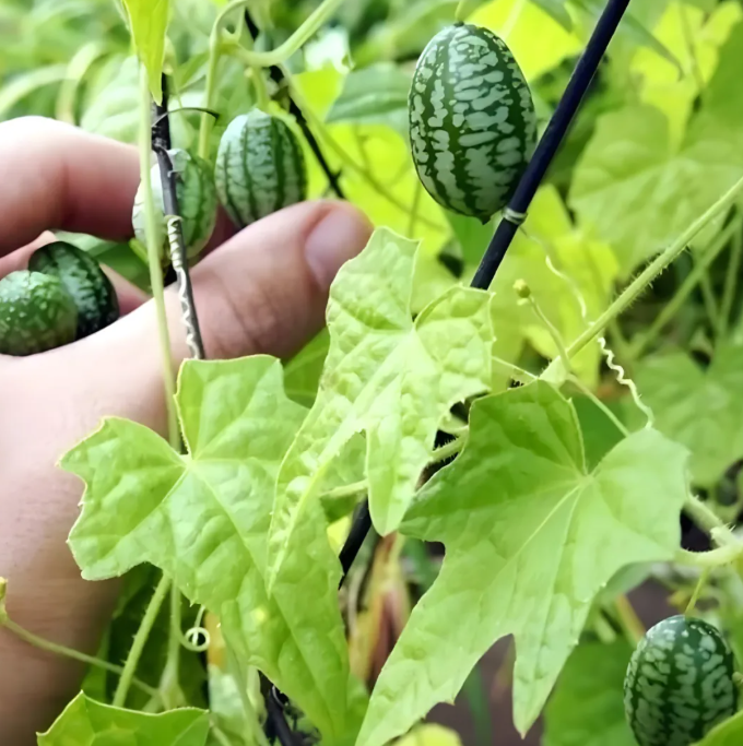 Семена от мини диня за градина 🍉🌱