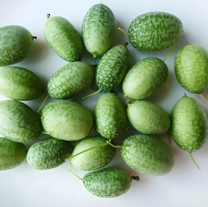Семена от мини диня за градина 🍉🌱