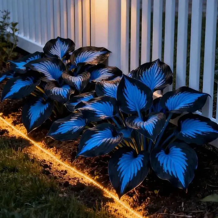 💥🌿Σπόροι hosta σπάνιοι και υψηλής ποιότητας