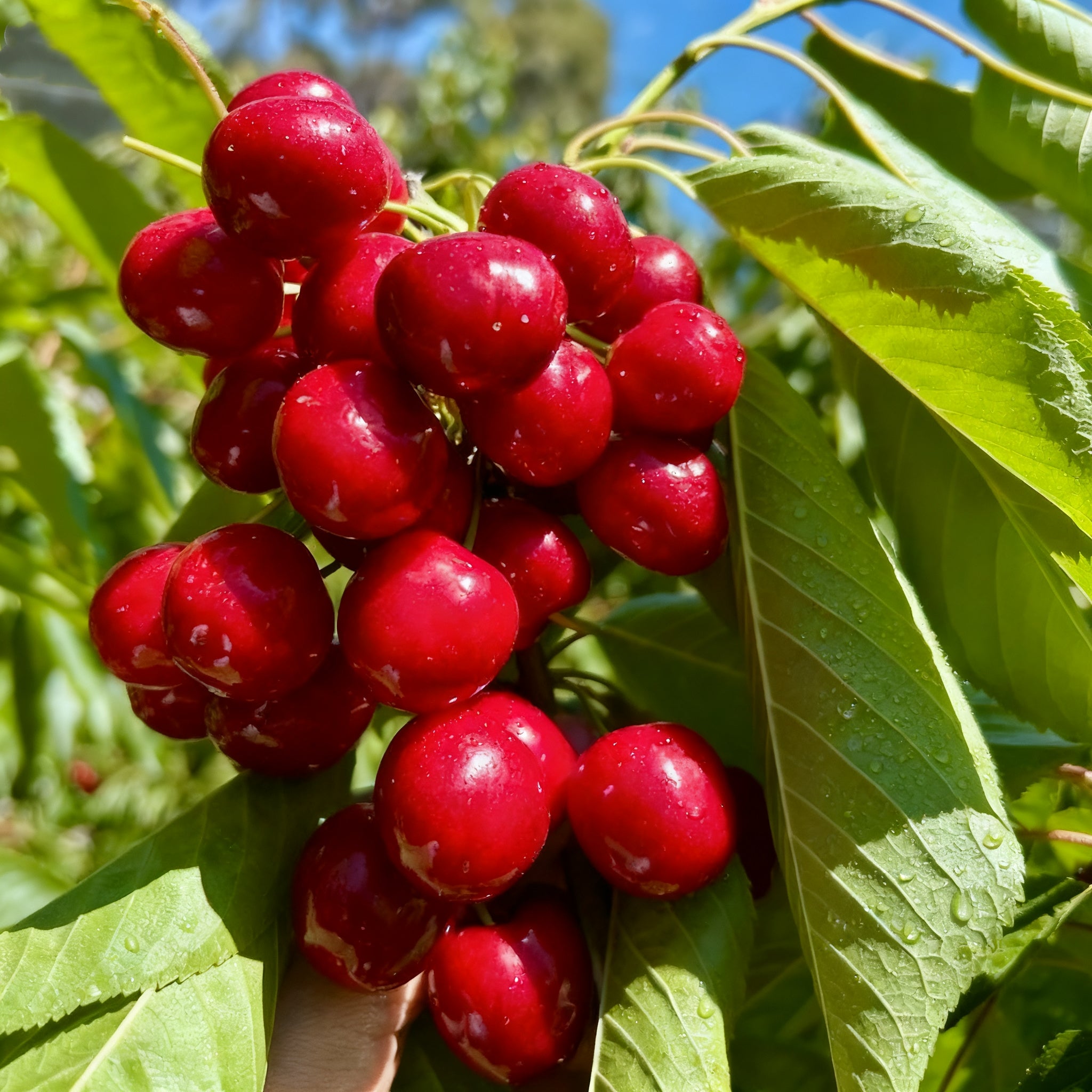 🌟 Graines de cerises géantes sucrées – Cultivez d'énormes cerises juteuses à la maison ! 🍒✨